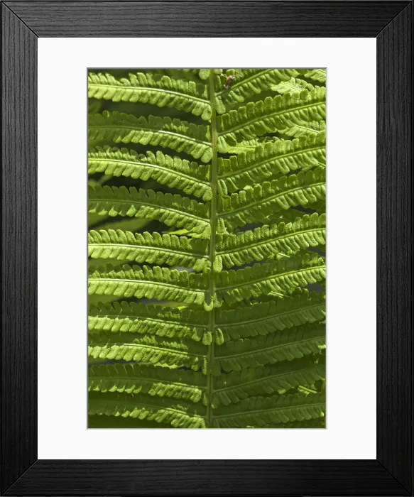 Framed Print : Frond, fern Framed Print : Frond, fern