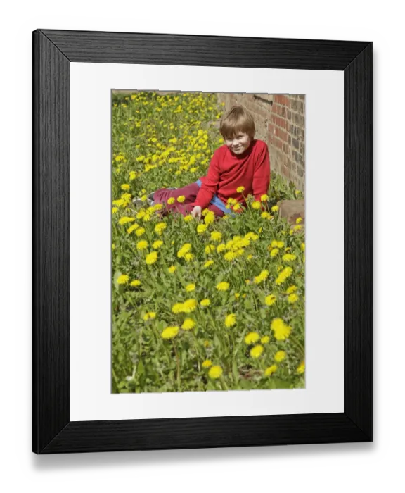 Framed Print : Boy sitting between dandelion flowers Framed Print : Boy sitting between dandelion flowers