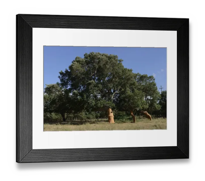 Framed Print : Freshly peeled Cork Oaks -Quercus suber-, Aglientu, Sardinia, Italy Framed Print : Freshly peeled Cork Oaks -Quercus suber-, Aglientu, Sardinia, Italy