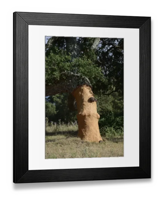 Framed Print : Freshly peeled Cork Oak -Quercus suber-, Aglientu, Sardinia, Italy