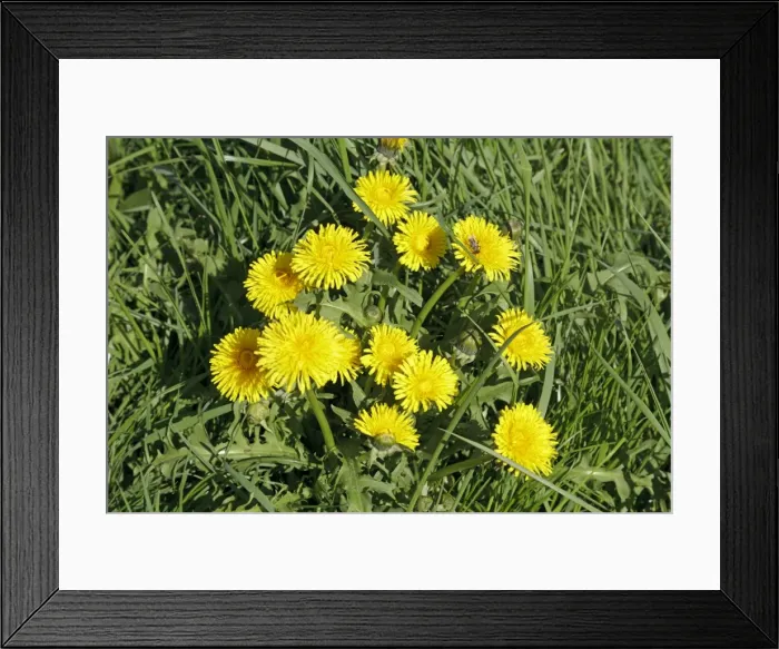 Framed Print : Dandelion -Taraxacum sp. - on a meadow Framed Print : Dandelion -Taraxacum sp. - on a meadow