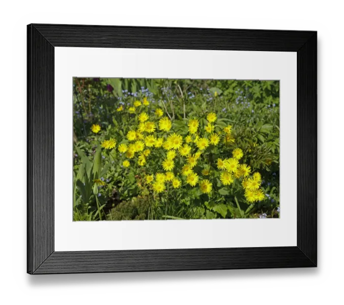 Framed Print : Leopards Bane -Doronicum orientale-, Lower Saxony, Germany