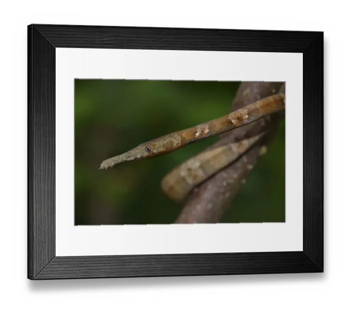Framed Print : Leaf-nosed Snake -Langaha madagaskariensis-, female, Madagascar Framed Print : Leaf-nosed Snake -Langaha madagaskariensis-, female, Madagascar