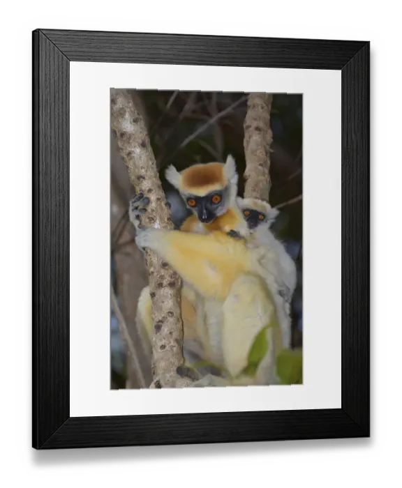 Framed Print : Golden-crowned Sifaka -Propithecus tatersalli- with young, Madagascar Framed Print : Golden-crowned Sifaka -Propithecus tatersalli- with young, Madagascar