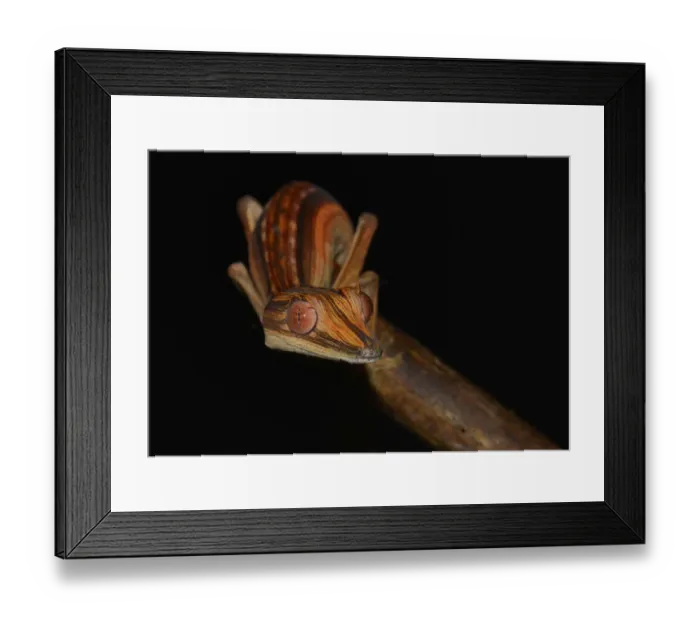 Framed Print : Lined Flat-tail Gecko or Lined Leaf-tail Gecko -Uroplatus lineatus-, Marojejy Madagascar Framed Print : Lined Flat-tail Gecko or Lined Leaf-tail Gecko -Uroplatus lineatus-, Marojejy Madagascar