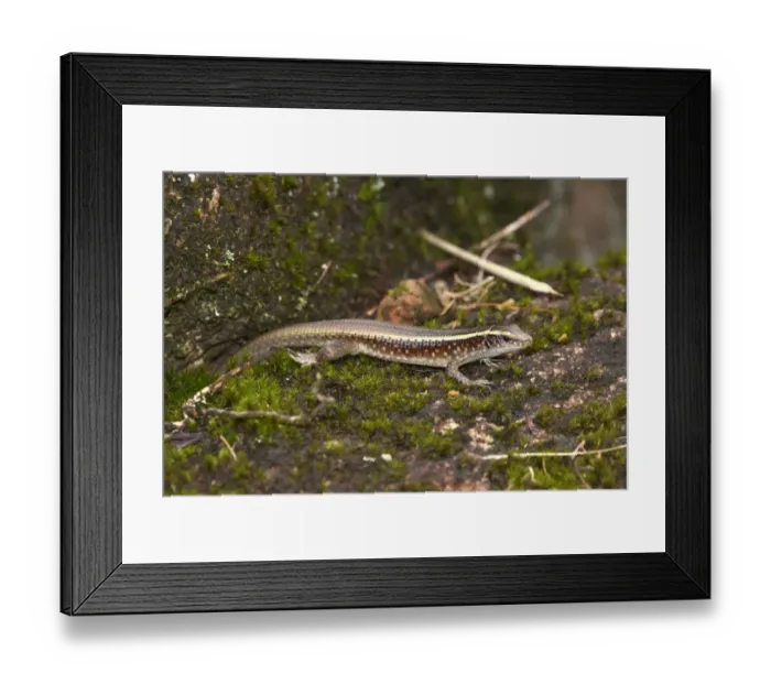 Framed Print : Girdled Lizard -Zonosaurus ssp. -, Madagascar Framed Print : Girdled Lizard -Zonosaurus ssp. -, Madagascar