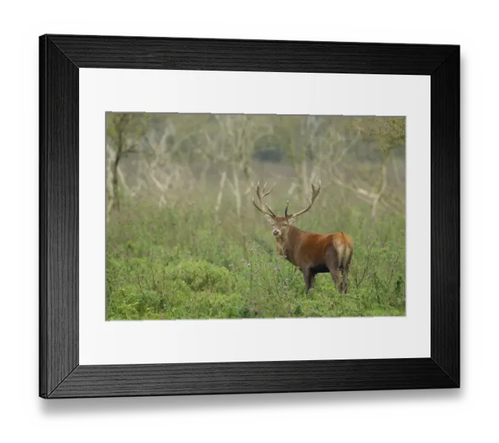 Framed Print : Red Deer -Cervus elaphus-, alert, Oostvaardersplassen, The Netherlands Framed Print : Red Deer -Cervus elaphus-, alert, Oostvaardersplassen, The Netherlands