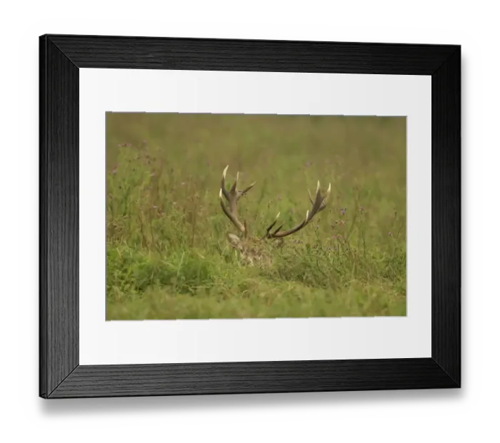 Framed Print : Red Deer -Cervus elaphus-, stag hiding in tall grass, Oostvaardersplassen, The Netherlands Framed Print : Red Deer -Cervus elaphus-, stag hiding in tall grass, Oostvaardersplassen, The Netherlands