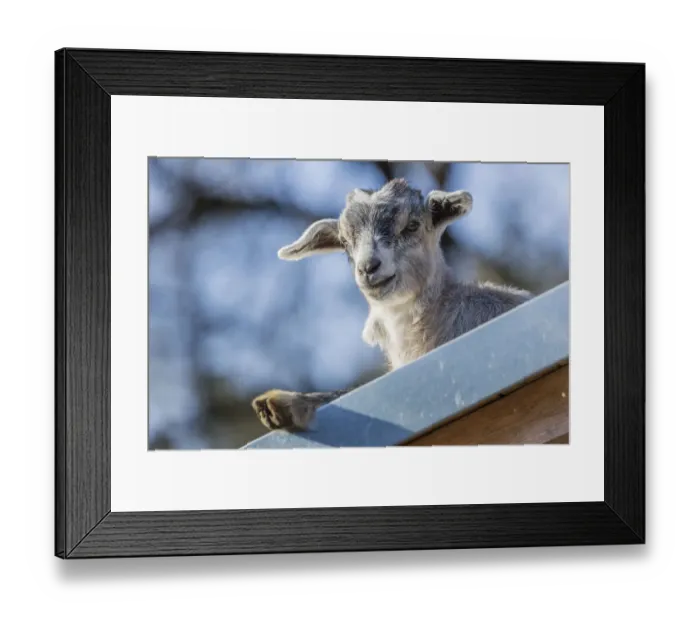Framed Print : Domestic Goat -Capra hircus aegagrus-, juvenile, Tyrol, Austria Framed Print : Domestic Goat -Capra hircus aegagrus-, juvenile, Tyrol, Austria