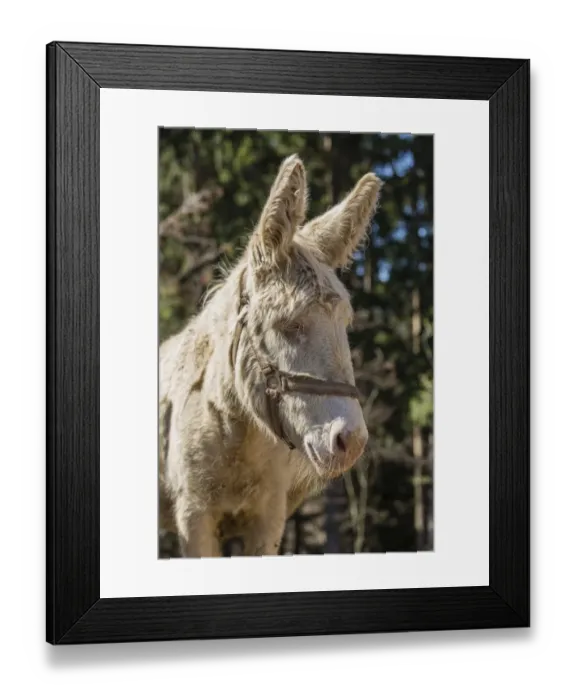 Framed Print : Domestic Donkey -Equus asinus asinus-, albino, Tyrol, Austria Framed Print : Domestic Donkey -Equus asinus asinus-, albino, Tyrol, Austria