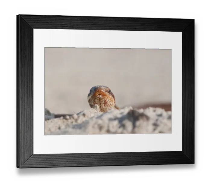 Framed Print : Smooth Snake -Coronella austriaca-, Emsland, Lower Saxony, Germany Framed Print : Smooth Snake -Coronella austriaca-, Emsland, Lower Saxony, Germany