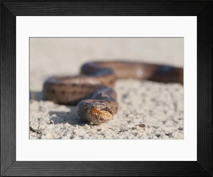 Framed Print : Smooth Snake -Coronella austriaca-, Emsland, Lower Saxony, Germany