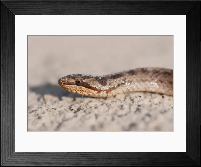 Framed Print : Smooth Snake -Coronella austriaca-, Emsland, Lower Saxony, Germany Framed Print : Smooth Snake -Coronella austriaca-, Emsland, Lower Saxony, Germany