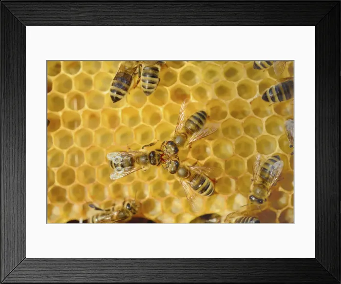 Framed Print : Honey Bee -Apis mellifera var carnica- being fed by two other bees Framed Print : Honey Bee -Apis mellifera var carnica- being fed by two other bees