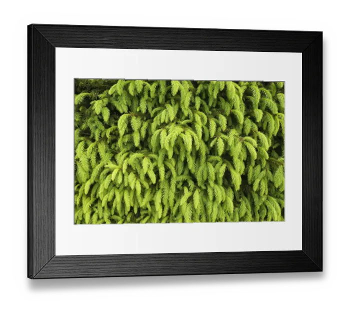 Framed Print : Young shoots of a Norway Spruce -Picea abies-, Bavaria, Germany Framed Print : Young shoots of a Norway Spruce -Picea abies-, Bavaria, Germany