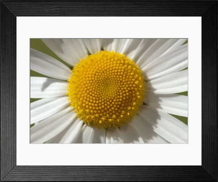Framed Print : Ox-eye Daisy -Leucanthemum vulgare- Framed Print : Ox-eye Daisy -Leucanthemum vulgare-
