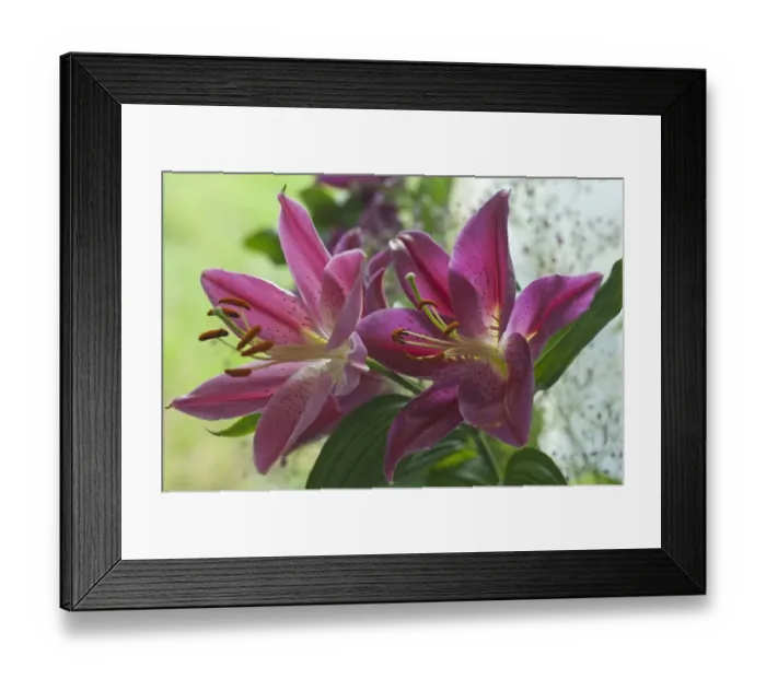 Framed Print : Two Lilies -Lilium-, flowers Framed Print : Two Lilies -Lilium-, flowers