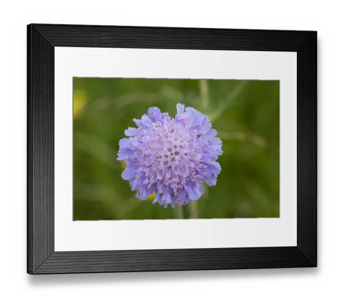 Framed Print : Field Scabious -Knautia arvensis-, Bavaria, Germany Framed Print : Field Scabious -Knautia arvensis-, Bavaria, Germany