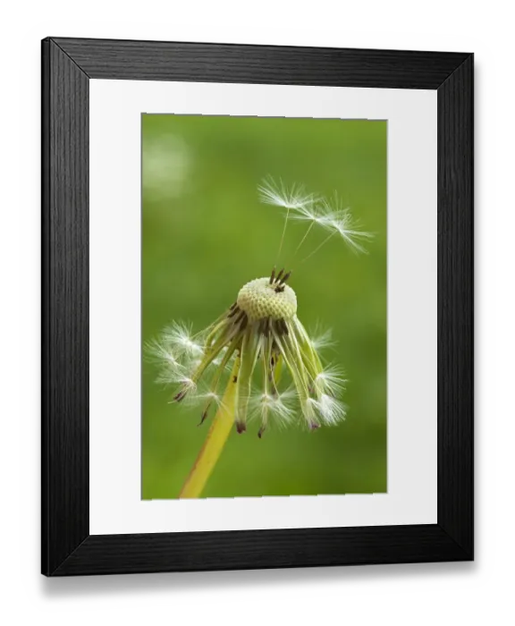 Framed Print : Dandelion clock -Taraxacum sect. Ruderalia-, Bavaria, Deutrschland Framed Print : Dandelion clock -Taraxacum sect. Ruderalia-, Bavaria, Deutrschland