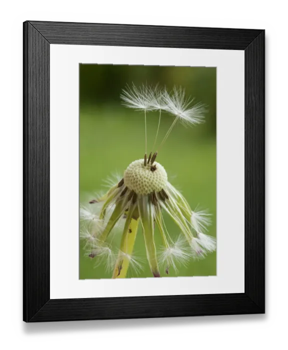 Framed Print : Dandelion clock -Taraxacum sect. Ruderalia-, Bavaria, Deutrschland