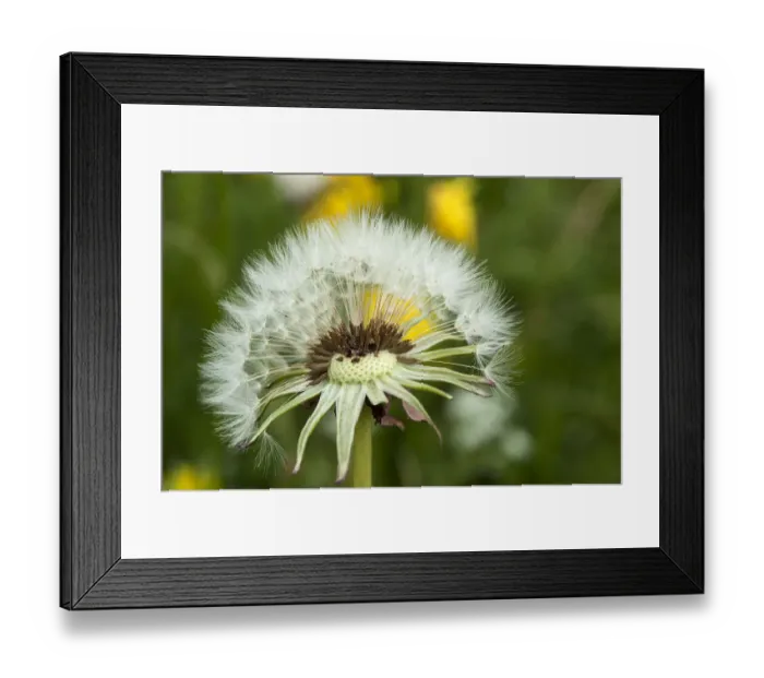 Framed Print : Dandelion clock -Taraxacum sect. Ruderalia-, Bavaria, Deutrschland Framed Print : Dandelion clock -Taraxacum sect. Ruderalia-, Bavaria, Deutrschland
