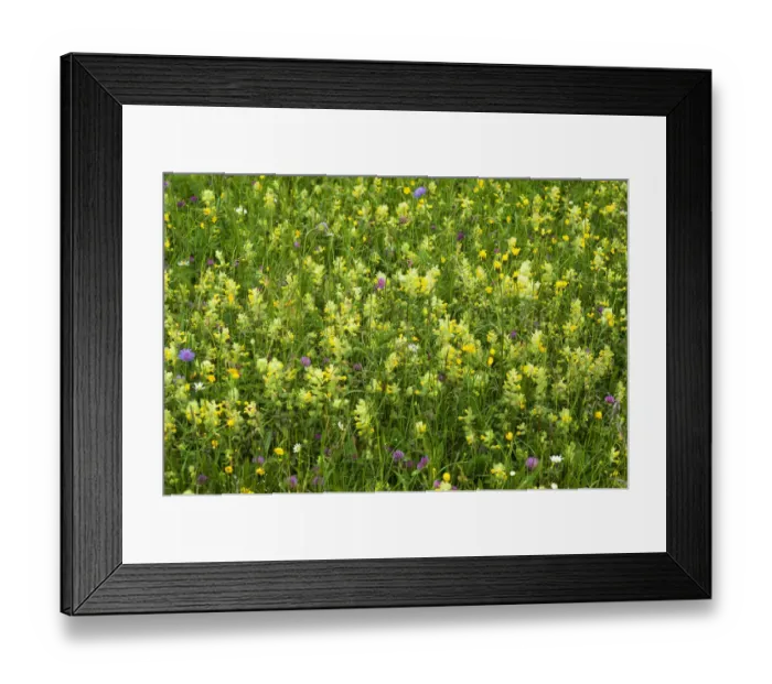 Framed Print : European Yellow Rattle -Rhinanthus alectorolophus- on a flowering spring meadow, Bavaria, Germany Framed Print : European Yellow Rattle -Rhinanthus alectorolophus- on a flowering spring meadow, Bavaria, Germany
