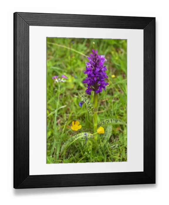 Framed Print : Broad-leaved Marsh Orchid -Dactylorhiza majalis-, Bavaria, Germany Framed Print : Broad-leaved Marsh Orchid -Dactylorhiza majalis-, Bavaria, Germany