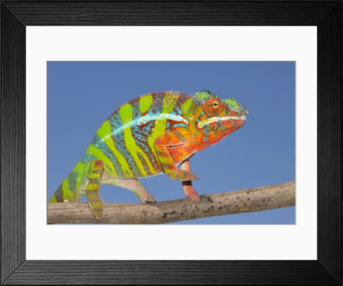 Framed Print : Panther Chameleon -Furcifer pardalis-, Ambilobe, Madagascar Framed Print : Panther Chameleon -Furcifer pardalis-, Ambilobe, Madagascar