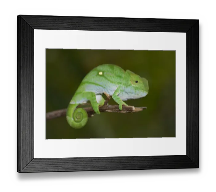 Framed Print : Parsons Chameleon -Calumma parsonii-, young, Marojejy, Sambava, Madagascar