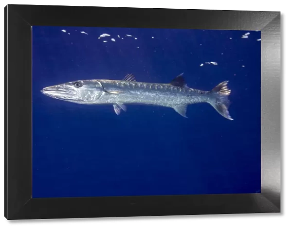 Great Barracuda -Sphyraena barracuda-, Palau