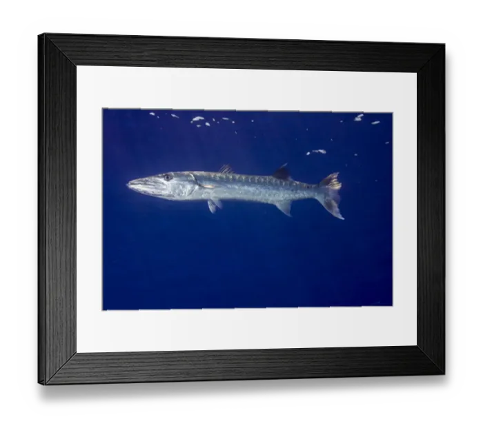 Framed Print : Great Barracuda -Sphyraena barracuda-, Palau
