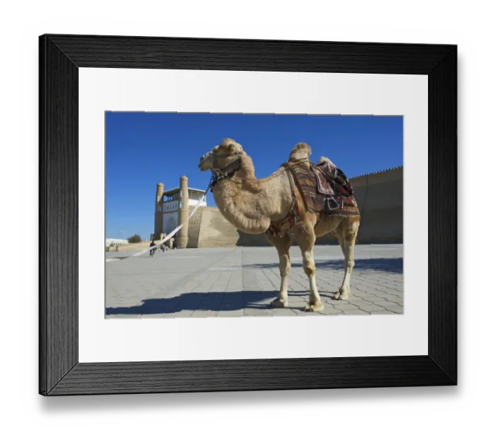 Framed Print : Saddled camel in front of the Ark fortress, Bukhara, Uzbekistan Framed Print : Saddled camel in front of the Ark fortress, Bukhara, Uzbekistan