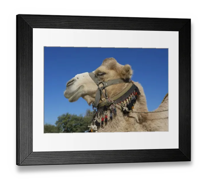 Framed Print : Camel with bridle, Bukhara, Uzbekistan Framed Print : Camel with bridle, Bukhara, Uzbekistan