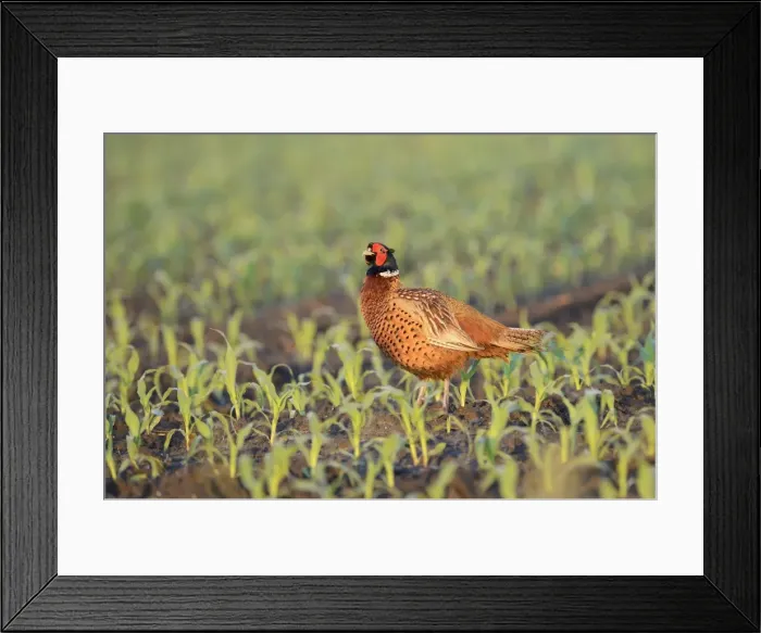 Framed Print : Pheasant -Phasianus colchicus- in a maize field, North Rhine-Westphalia, Germany Framed Print : Pheasant -Phasianus colchicus- in a maize field, North Rhine-Westphalia, Germany