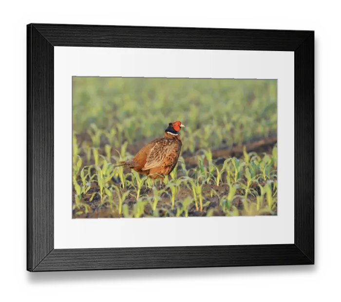 Framed Print : Pheasant -Phasianus colchicus- in a maize field, North Rhine-Westphalia, Germany Framed Print : Pheasant -Phasianus colchicus- in a maize field, North Rhine-Westphalia, Germany