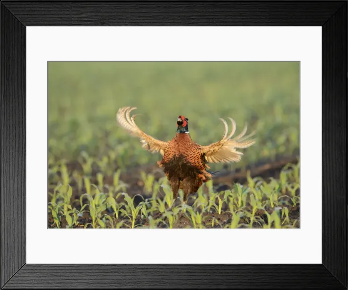 Framed Print : Pheasant -Phasianus colchicus-, displaying in a maize field, North Rhine-Westphalia, Germany Framed Print : Pheasant -Phasianus colchicus-, displaying in a maize field, North Rhine-Westphalia, Germany
