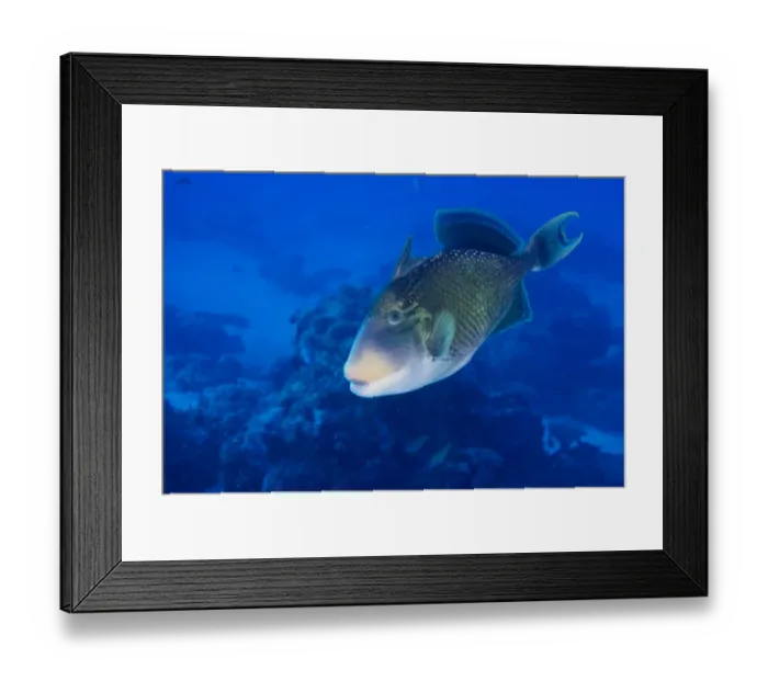 Framed Print : Yellowmargin Triggerfish -Pseudobalistes flavimarginatus-, Palau Framed Print : Yellowmargin Triggerfish -Pseudobalistes flavimarginatus-, Palau