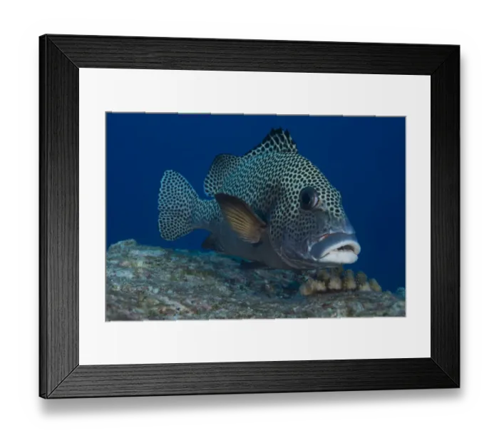 Framed Print : Harlequin Sweetlips -Plectorhinchus chaetodonoides-, Palau Framed Print : Harlequin Sweetlips -Plectorhinchus chaetodonoides-, Palau