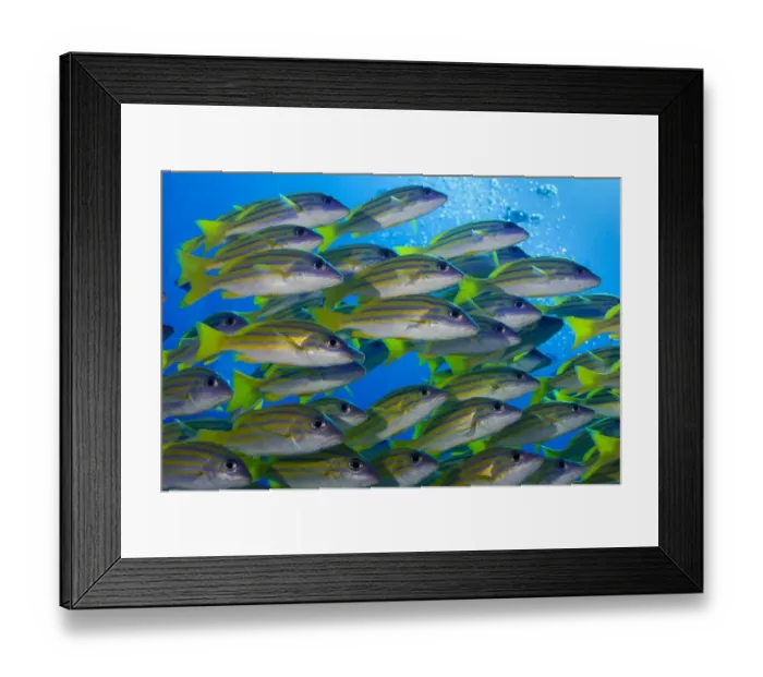 Framed Print : School of Bluestripe Snappers -Lutjanus kasmira-, Palau