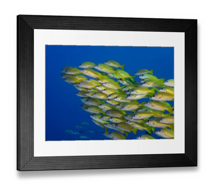 Framed Print : School of Bluestripe Snappers -Lutjanus kasmira-, Palau Framed Print : School of Bluestripe Snappers -Lutjanus kasmira-, Palau