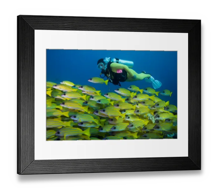 Framed Print : Scuba diver watching a school of Bluestripe Snappers -Lutjanus kasmira-, Palau Framed Print : Scuba diver watching a school of Bluestripe Snappers -Lutjanus kasmira-, Palau
