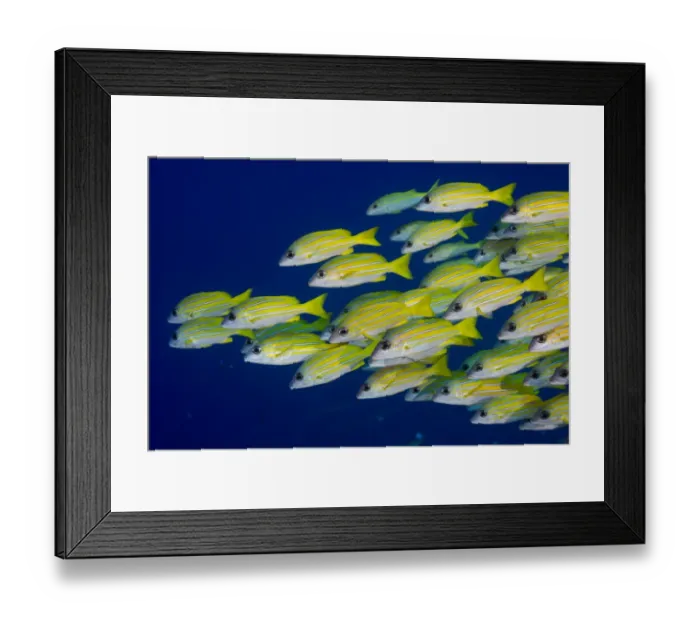 Framed Print : School of Bluestripe Snappers -Lutjanus kasmira-, Palau Framed Print : School of Bluestripe Snappers -Lutjanus kasmira-, Palau