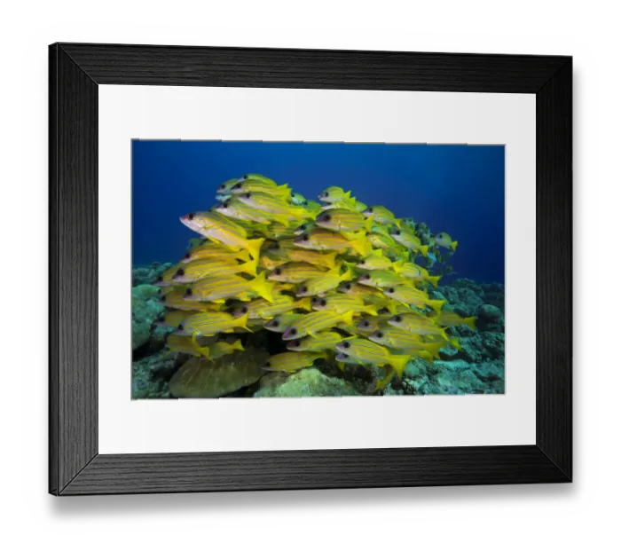 Framed Print : School of Bluestripe Snappers -Lutjanus kasmira-, Palau Framed Print : School of Bluestripe Snappers -Lutjanus kasmira-, Palau