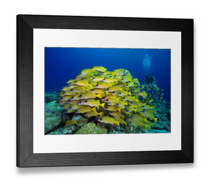 Framed Print : Scuba diver watching a school of Bluestripe Snappers -Lutjanus kasmira-, Palau Framed Print : Scuba diver watching a school of Bluestripe Snappers -Lutjanus kasmira-, Palau