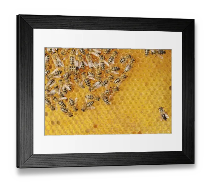 Framed Print : Colony of Honey Bees -Apis mellifera var carnica- on fresh honeycomb with honey Framed Print : Colony of Honey Bees -Apis mellifera var carnica- on fresh honeycomb with honey