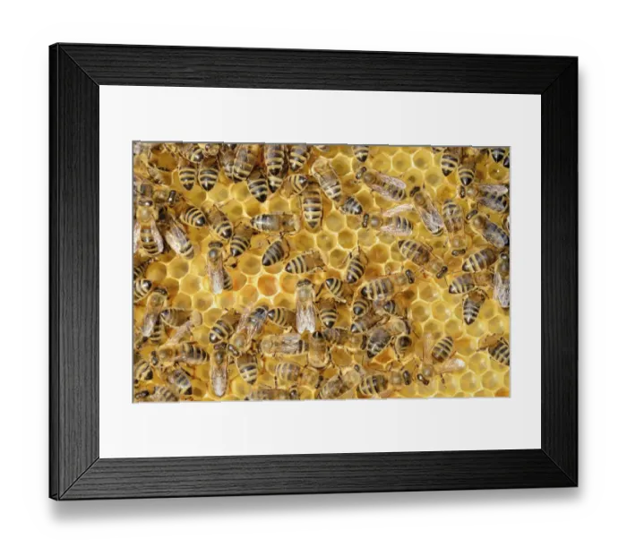Framed Print : Colony of Honey Bees -Apis mellifera var carnica- on fresh honeycomb with honey Framed Print : Colony of Honey Bees -Apis mellifera var carnica- on fresh honeycomb with honey