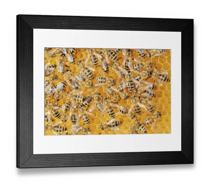 Framed Print : Colony of Honey Bees -Apis mellifera var carnica- on fresh honeycomb with honey Framed Print : Colony of Honey Bees -Apis mellifera var carnica- on fresh honeycomb with honey