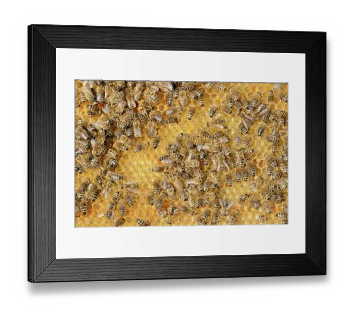 Framed Print : Colony of Honey Bees -Apis mellifera var carnica- on fresh honeycomb with honey Framed Print : Colony of Honey Bees -Apis mellifera var carnica- on fresh honeycomb with honey