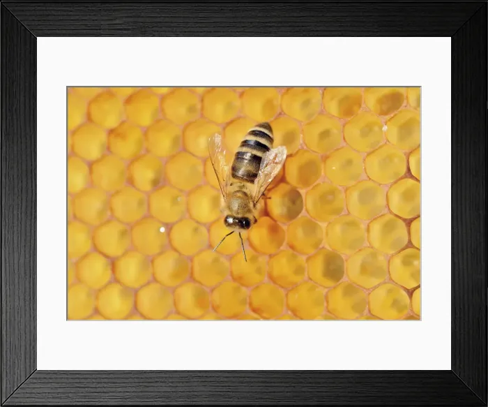Framed Print : Honey Bee -Apis mellifera- on honeycomb Framed Print : Honey Bee -Apis mellifera- on honeycomb