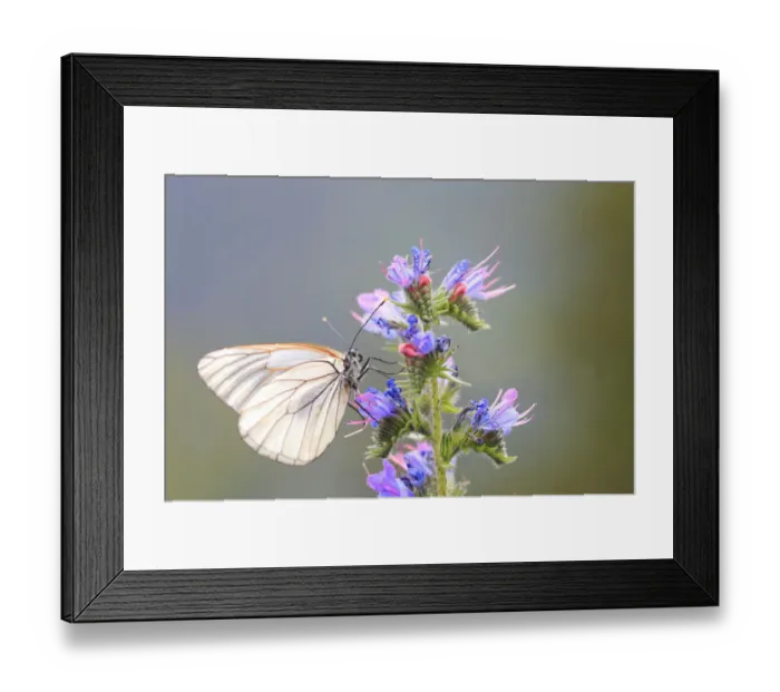 Framed Print : Black-veined White Butterfly -Aporia crataegi-, Tyrolean Oberland, Tyrol, Austria Framed Print : Black-veined White Butterfly -Aporia crataegi-, Tyrolean Oberland, Tyrol, Austria